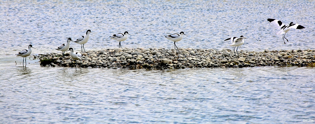 Groupe d'avocettes. Avril 2016