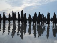 Une production de moules de bouchot à Cayeux, pourquoi pas ?