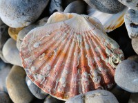 Coquille Saint-Jacques Cayeux-sur-Mer