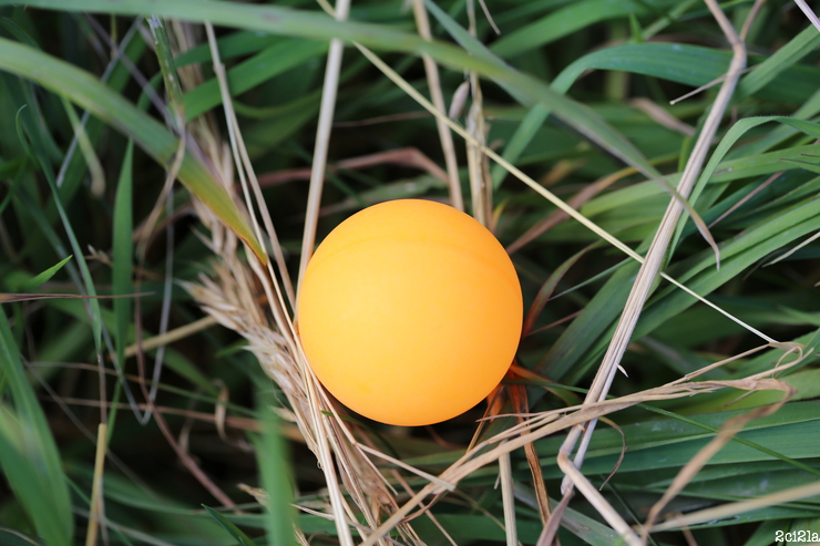 Rue prélet, Cayeux-sur-Mer. Balle de ping-pong cachée dans l'herbe