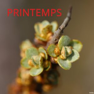 Printemps