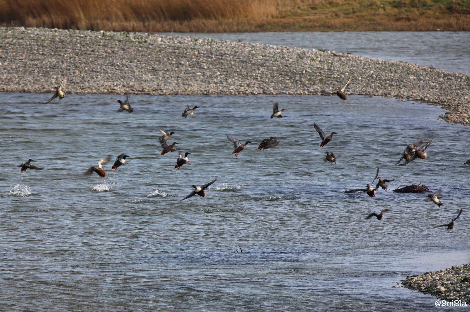 Zones humides des bas champs de Cayeux. Novembre 2016