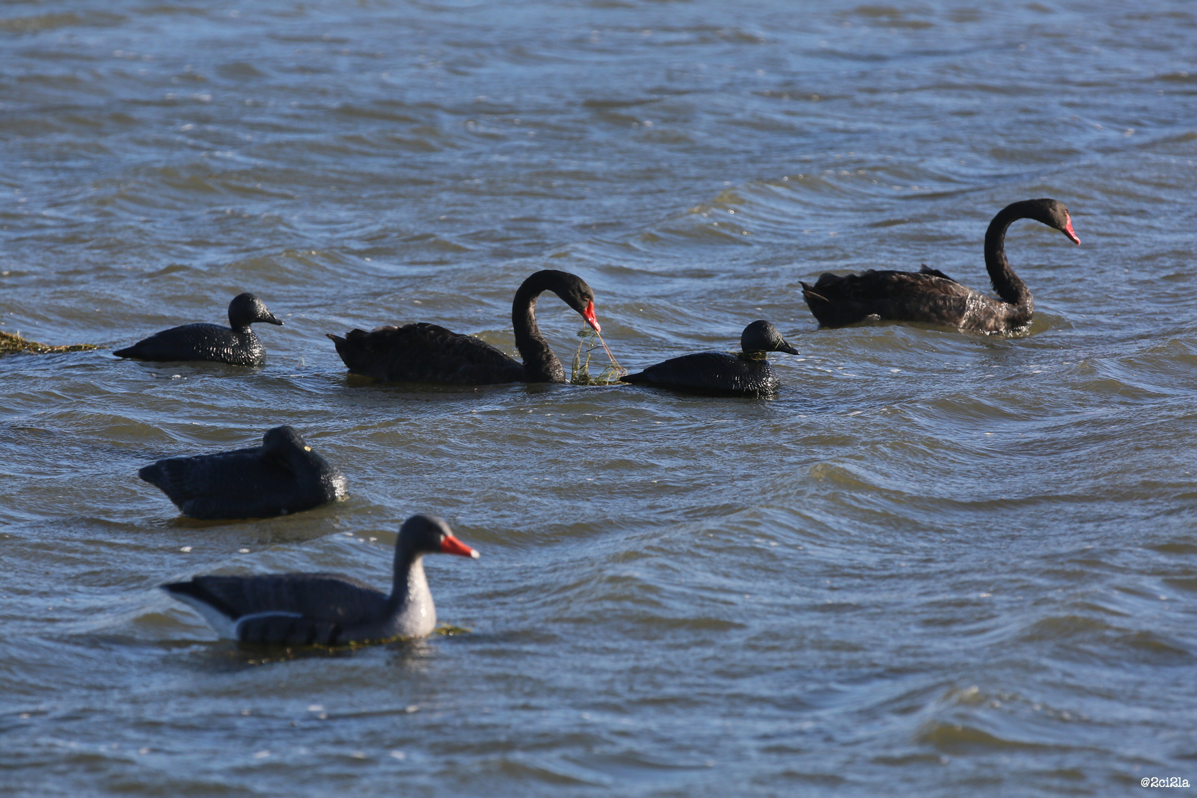 Cygnes noirs en quête de nourriture au milieu d'un attelage de blettes de chasse. Novembre 201