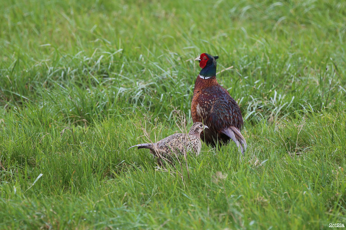 Coq faisan et poule faisane. 