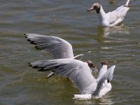 A écouter ! Le déjeuner des mouettes rieuses au Hourdel