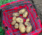 Pomme de terre primeur de Cayeux sur mer