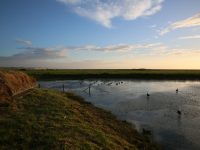 A la hutte, dans les bas-champs de Cayeux-sur-Mer