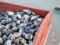 La pêche aux coques reste interdite à Cayeux