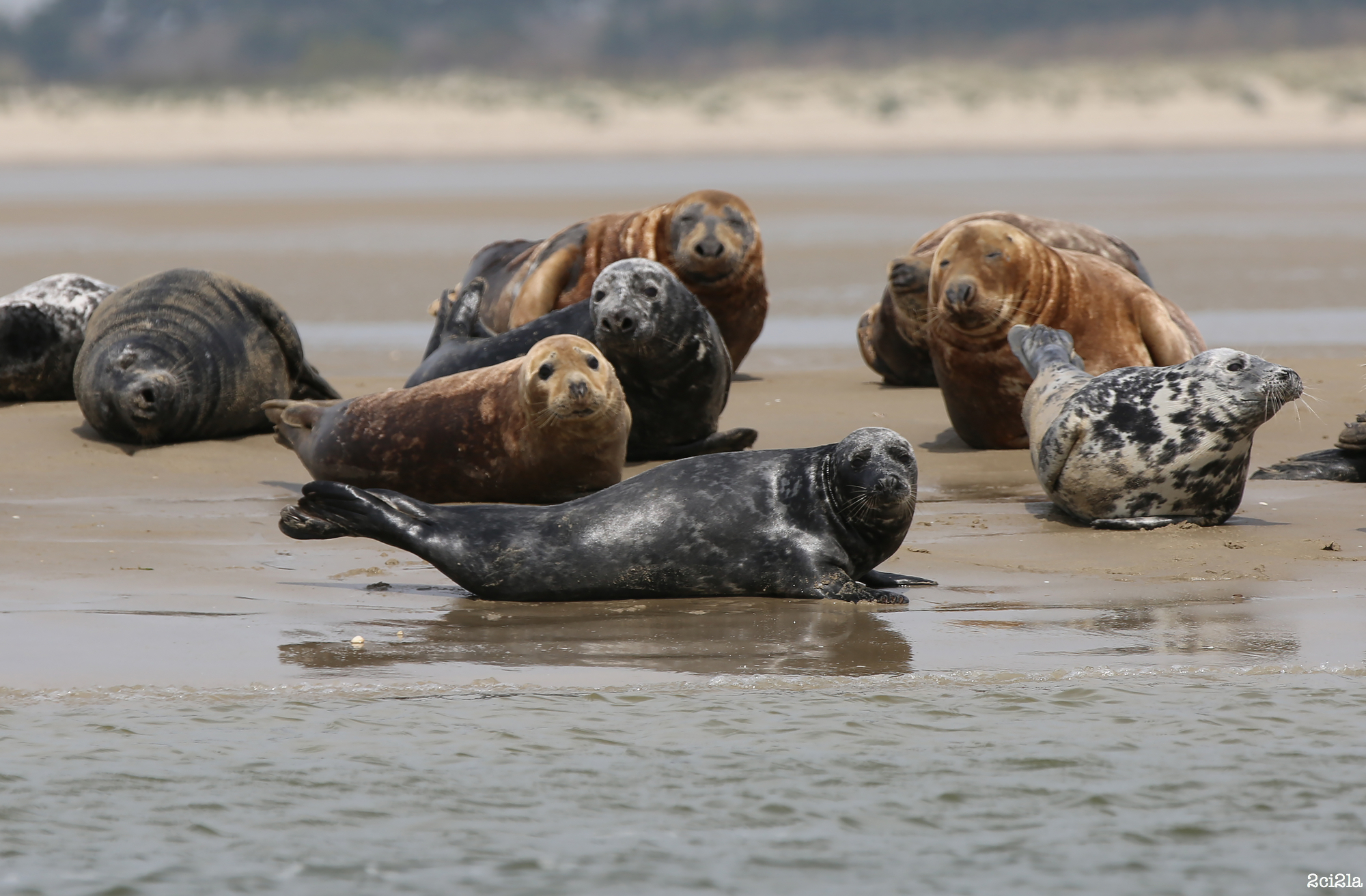 Cayeux-sur-Mer Phoques sur un reposoir