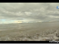 Dernier lâcher de phoques en baie de Somme