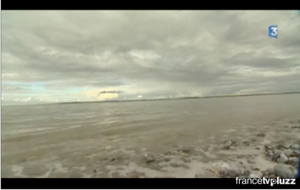 Dernier lâcher de phoques en baie de Somme