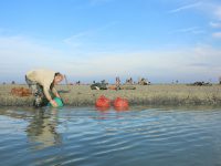 La pêche aux coques