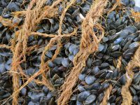 Des moules ou des huîtres made in Cayeux-sur-Mer
