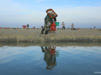 Prolongation de la saison de pêche aux coques en baie de Somme