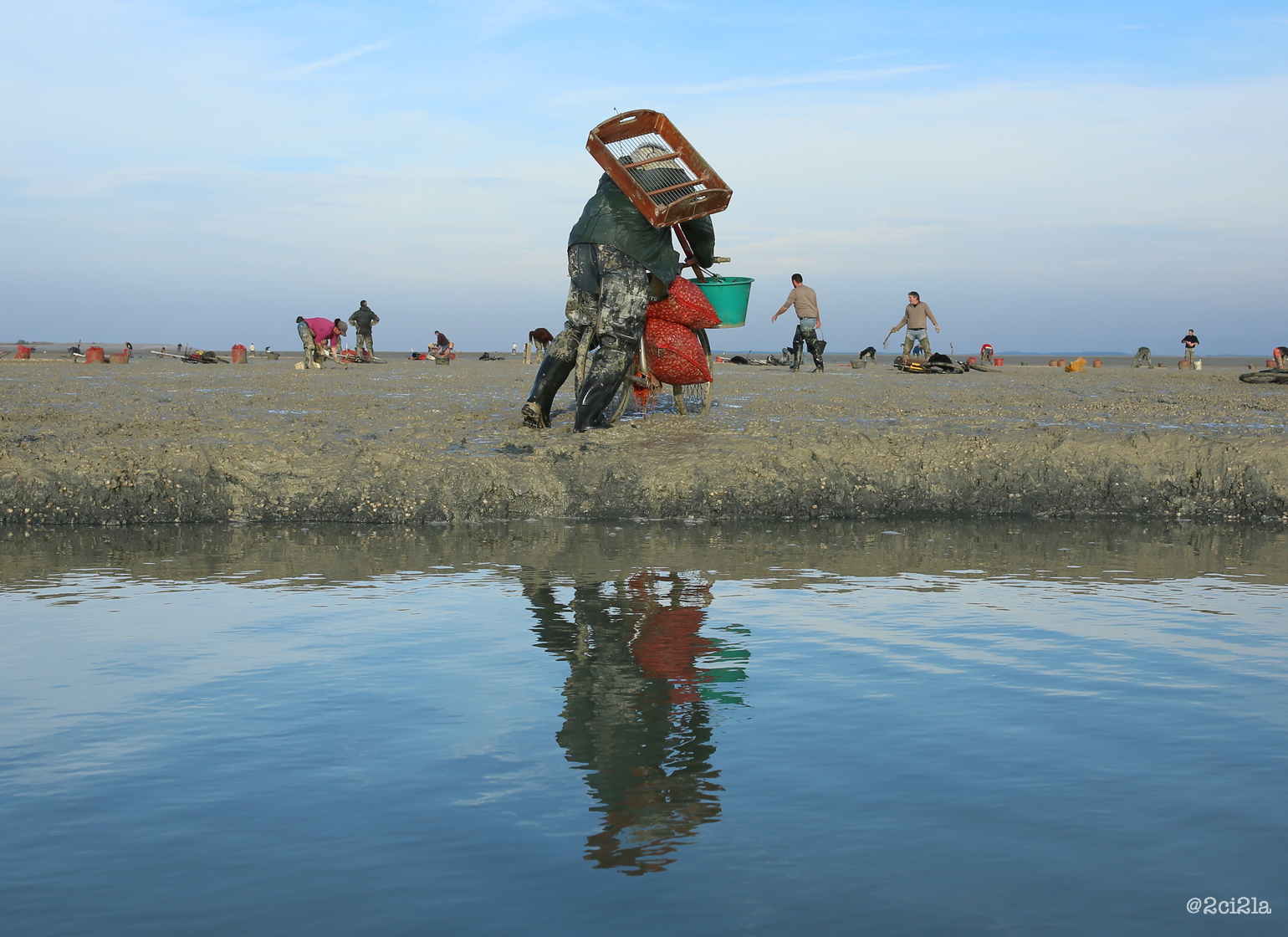 Gisement de coques du Hourdel. Cayeux-sur-mer . Décembre 2016