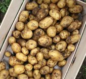La pomme de terre primeur de Cayeux-sur-Mer