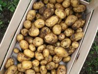 La pomme de terre primeur de Cayeux-sur-Mer