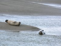 Un jeune phoque sur la plage, c’est normal !