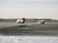 Un jeune phoque sur la plage, c’est normal !