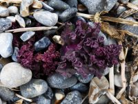 Cayeux, destination nature … Un chou d’exception !