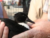 Salon des migrateurs, paradis des sauvaginiers