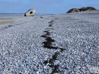 Laisse de mer, richesse du lien entre terre et mer