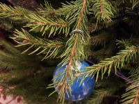 Ramassage des sapins de Noël