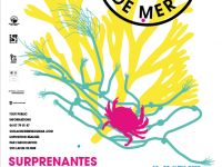 SOS laisse de mer : venez découvrir le projet !