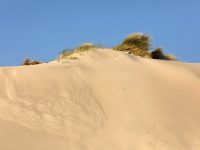Botanique et paysages : Découvrir les plantes du littoral