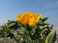 Ville et Villages fleuris : Cayeux-sur-Mer obtient Deux Fleurs !