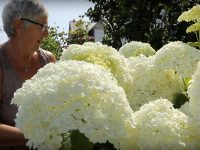 Concours des maisons fleuries