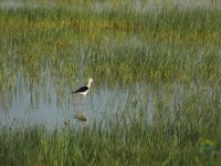 À la découverte de la réserve de chasse et de faune sauvage du hâble d’Ault