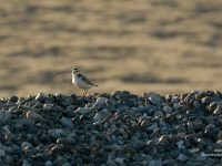 Les Gravelots, petits échassiers emblématiques de la baie de Somme