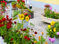 Concours des maisons fleuries : inscriptions 2021 et palmarès 2020