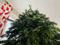 Ramassage des sapins de Noël