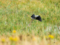 Sortie nature Hâble d’Ault
