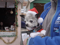 Marché de Noël : une belle édition !